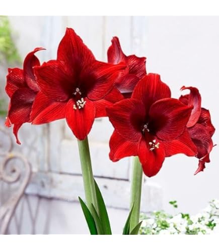 限定超特大　アマリリスフリル赤球根 限定超特大 アマリリスフリル赤球根 限定超特大 アマリリスフリル赤球根